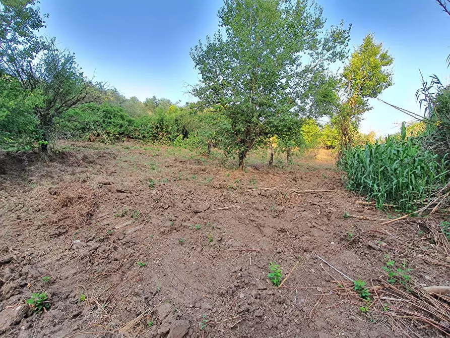 Immagine 23 di Terreno agricolo in vendita  in VIA SAUCCIA a Casape