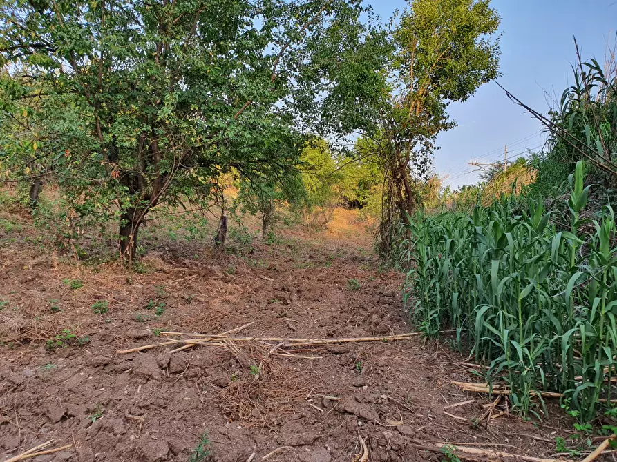 Immagine 20 di Terreno agricolo in vendita  in VIA SAUCCIA a Casape
