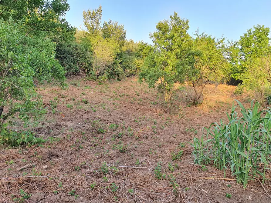 Immagine 21 di Terreno agricolo in vendita  in VIA SAUCCIA a Casape