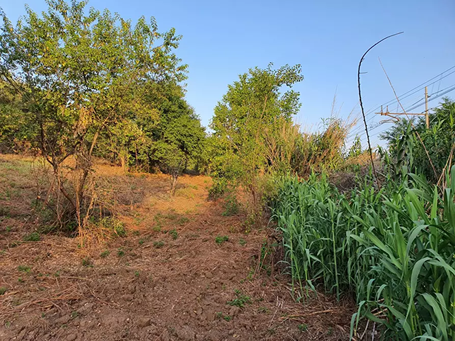 Immagine 22 di Terreno agricolo in vendita  in VIA SAUCCIA a Casape