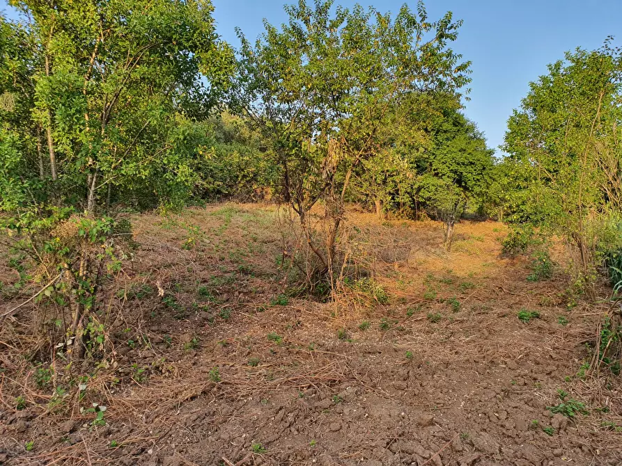 Immagine 24 di Terreno agricolo in vendita  in VIA SAUCCIA a Casape