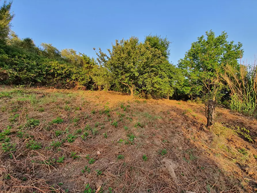 Immagine 26 di Terreno agricolo in vendita  in VIA SAUCCIA a Casape