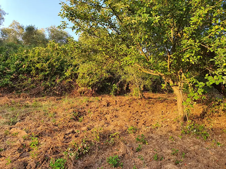 Immagine 29 di Terreno agricolo in vendita  in VIA SAUCCIA a Casape