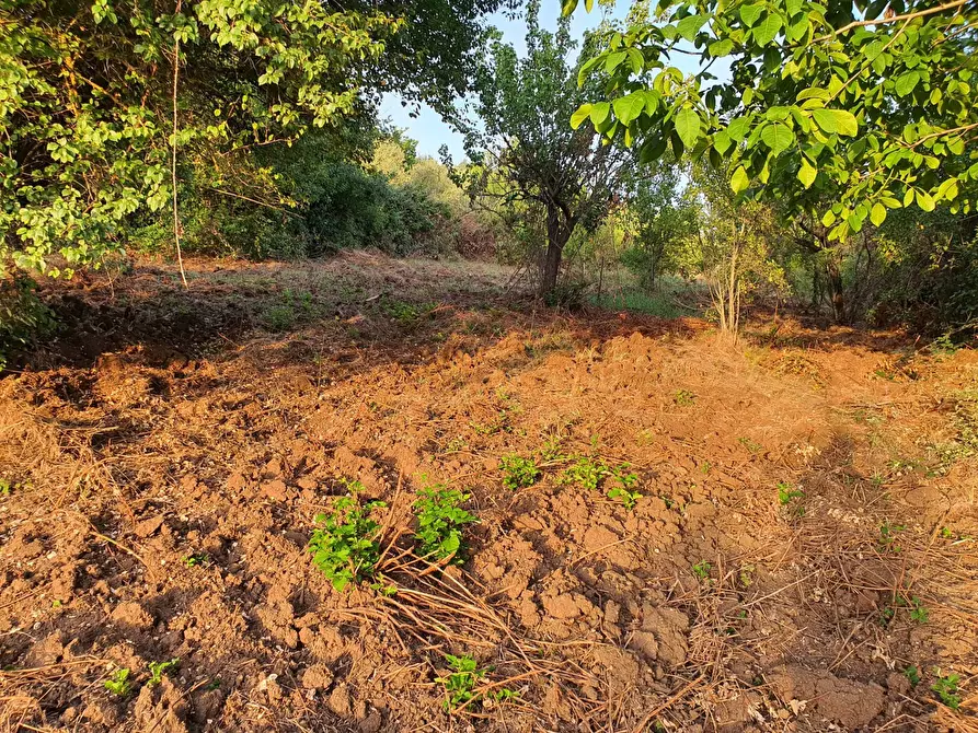 Immagine 27 di Terreno agricolo in vendita  in VIA SAUCCIA a Casape
