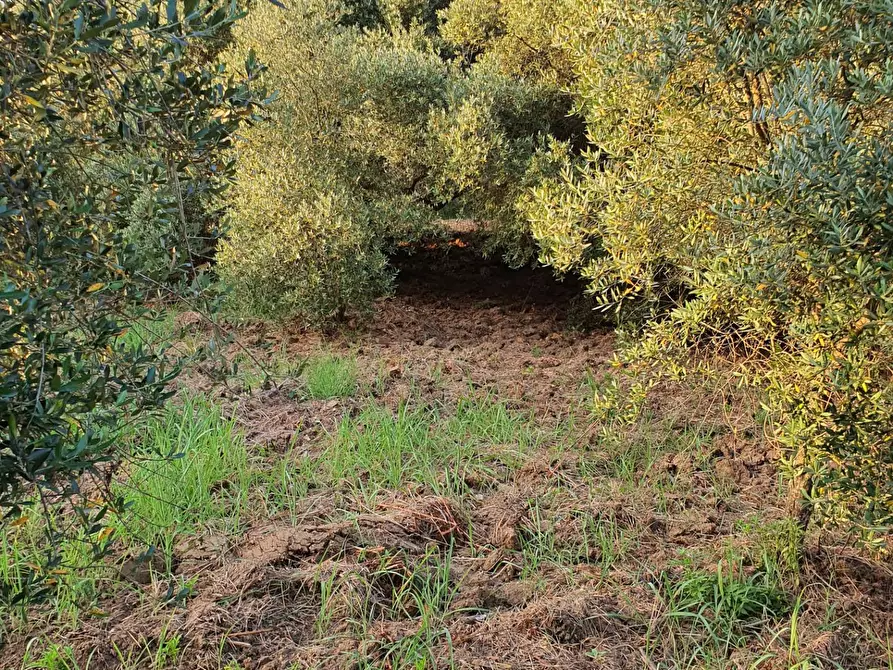 Immagine 28 di Terreno agricolo in vendita  in VIA SAUCCIA a Casape