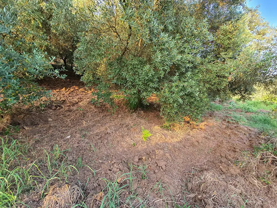 Immagine 30 di Terreno agricolo in vendita  in VIA SAUCCIA a Casape