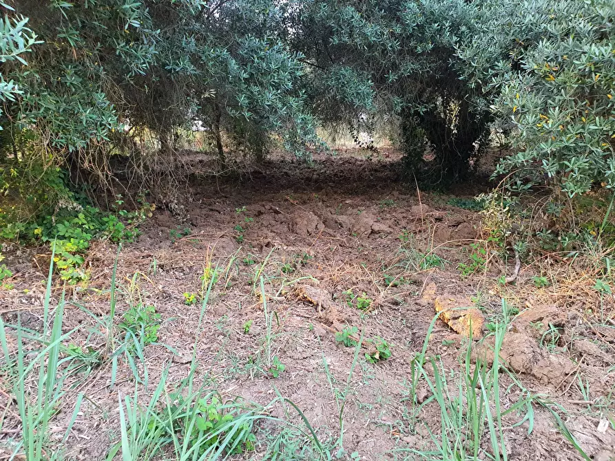 Immagine 33 di Terreno agricolo in vendita  in VIA SAUCCIA a Casape
