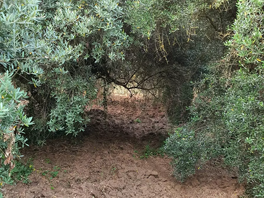 Immagine 31 di Terreno agricolo in vendita  in VIA SAUCCIA a Casape