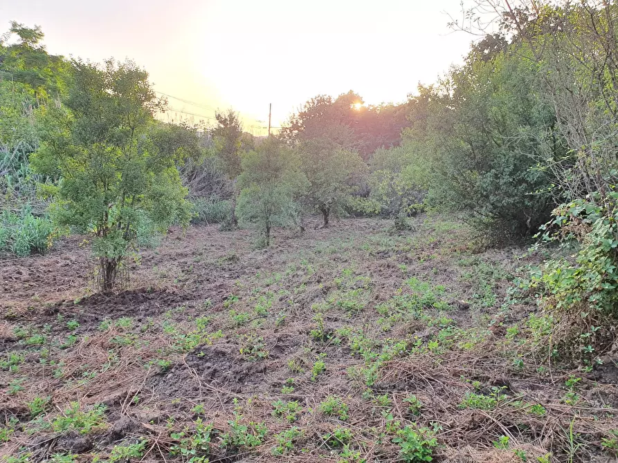 Immagine 32 di Terreno agricolo in vendita  in VIA SAUCCIA a Casape