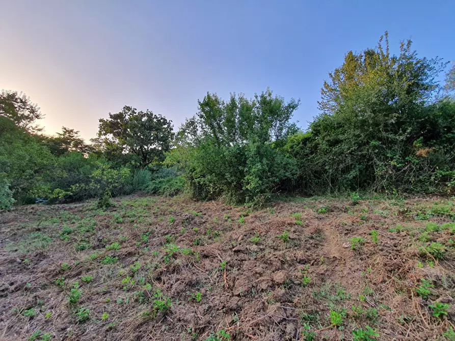 Immagine 35 di Terreno agricolo in vendita  in VIA SAUCCIA a Casape