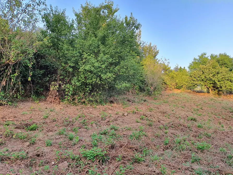 Immagine 36 di Terreno agricolo in vendita  in VIA SAUCCIA a Casape