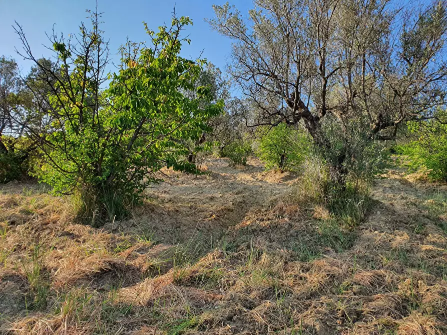 Immagine 39 di Terreno agricolo in vendita  in VIA SAUCCIA a Casape