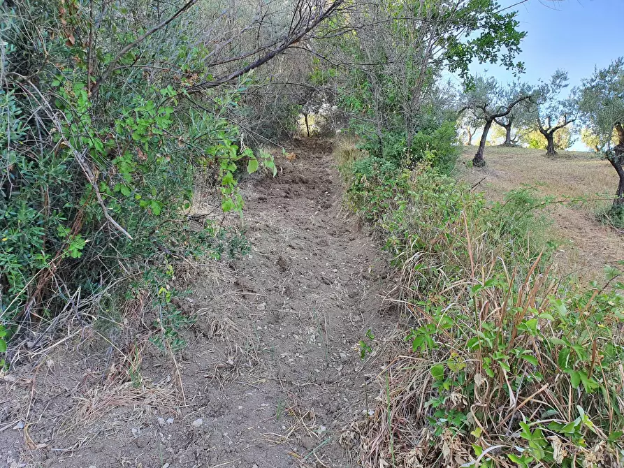 Immagine 37 di Terreno agricolo in vendita  in VIA SAUCCIA a Casape