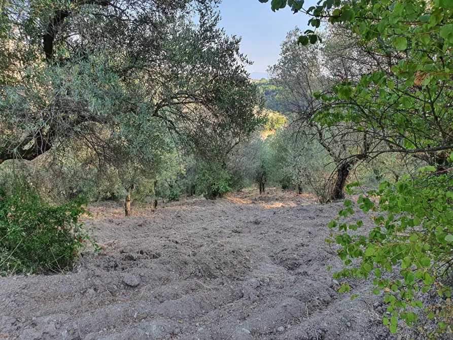 Immagine 38 di Terreno agricolo in vendita  in VIA SAUCCIA a Casape
