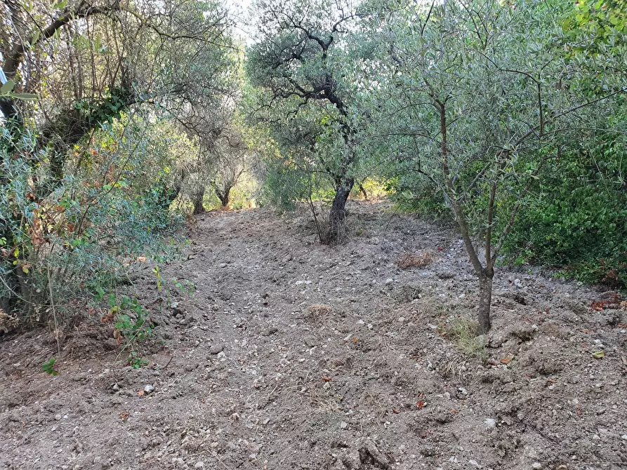 Immagine 40 di Terreno agricolo in vendita  in VIA SAUCCIA a Casape