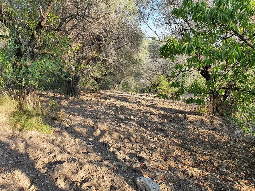 Immagine 41 di Terreno agricolo in vendita  in VIA SAUCCIA a Casape