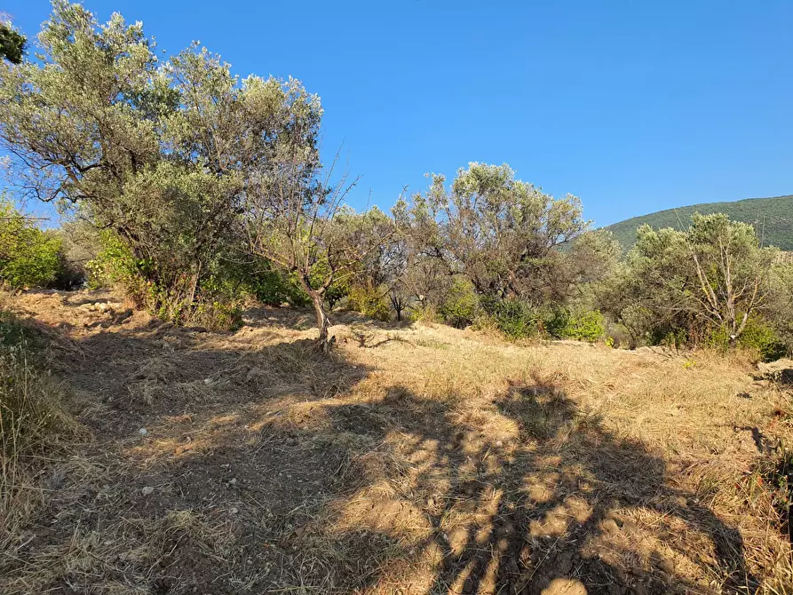 Immagine 42 di Terreno agricolo in vendita  in VIA SAUCCIA a Casape