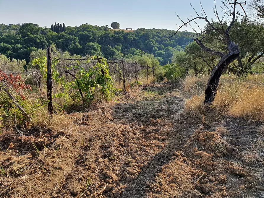 Immagine 43 di Terreno agricolo in vendita  in VIA SAUCCIA a Casape