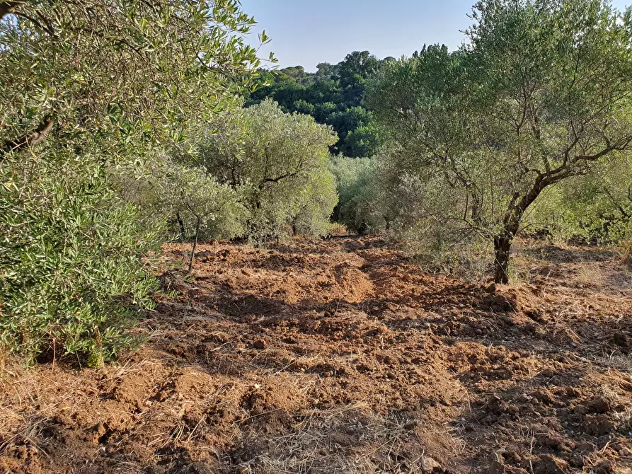 Immagine 44 di Terreno agricolo in vendita  in VIA SAUCCIA a Casape