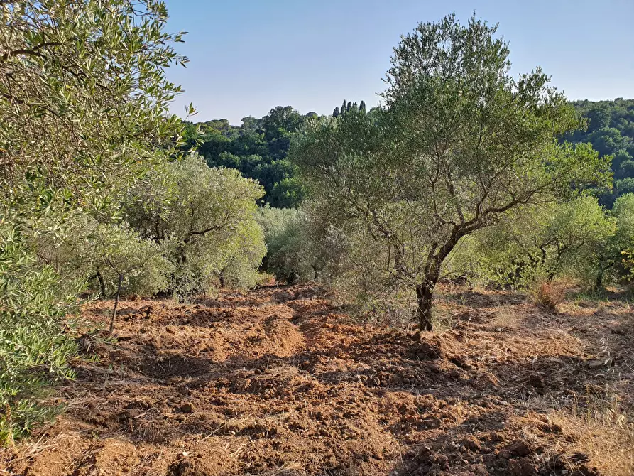 Immagine 45 di Terreno agricolo in vendita  in VIA SAUCCIA a Casape