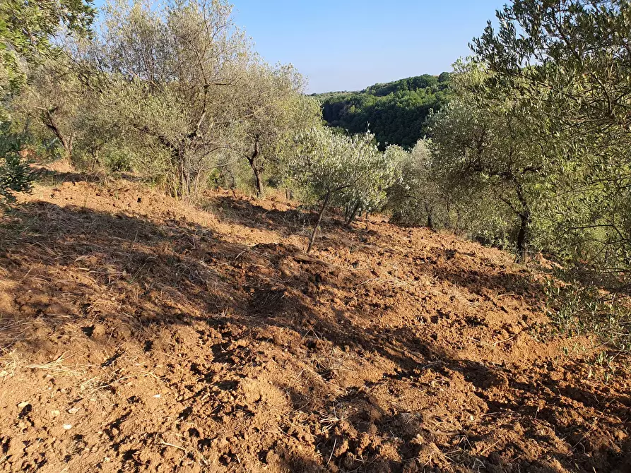 Immagine 46 di Terreno agricolo in vendita  in VIA SAUCCIA a Casape