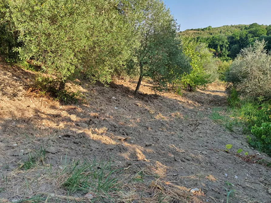 Immagine 47 di Terreno agricolo in vendita  in VIA SAUCCIA a Casape