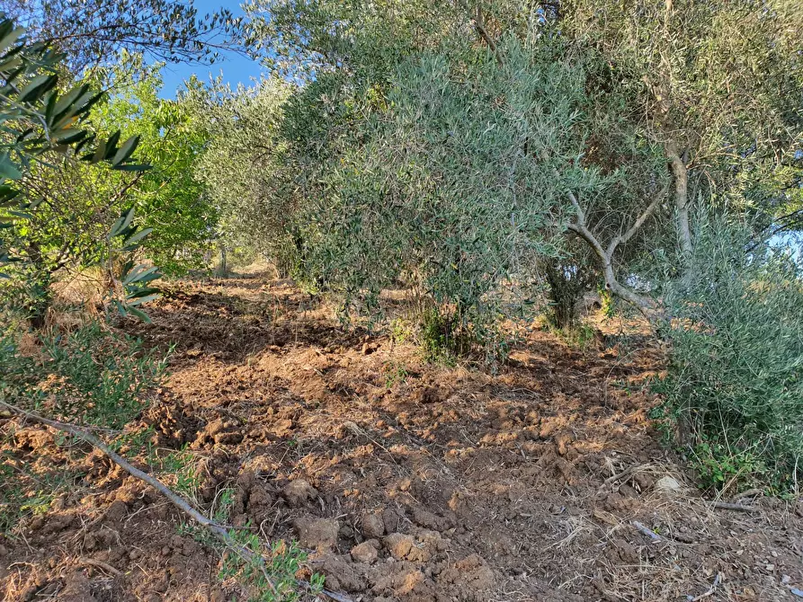 Immagine 48 di Terreno agricolo in vendita  in VIA SAUCCIA a Casape