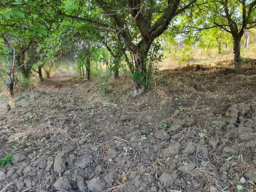 Immagine 49 di Terreno agricolo in vendita  in VIA SAUCCIA a Casape