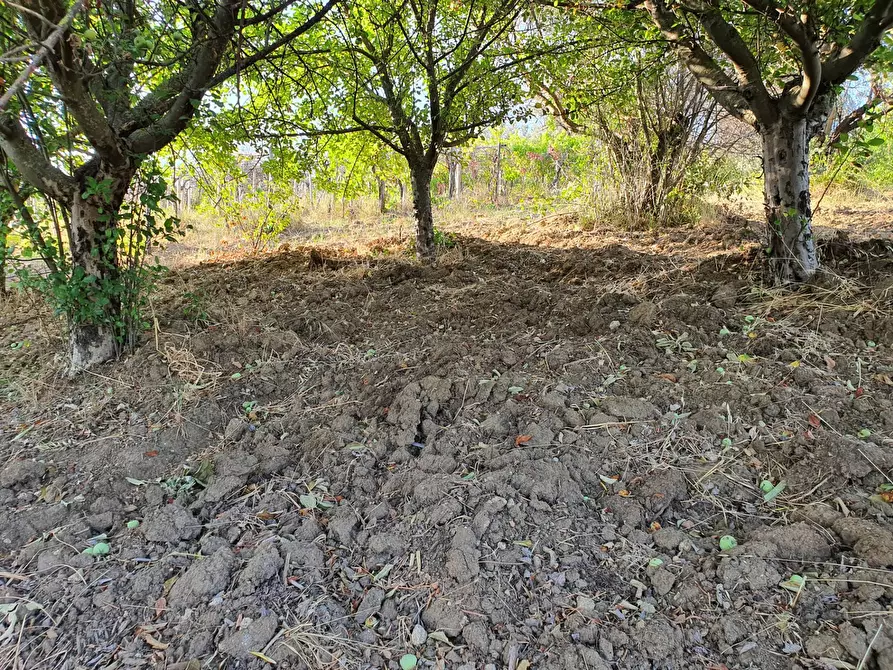 Immagine 50 di Terreno agricolo in vendita  in VIA SAUCCIA a Casape