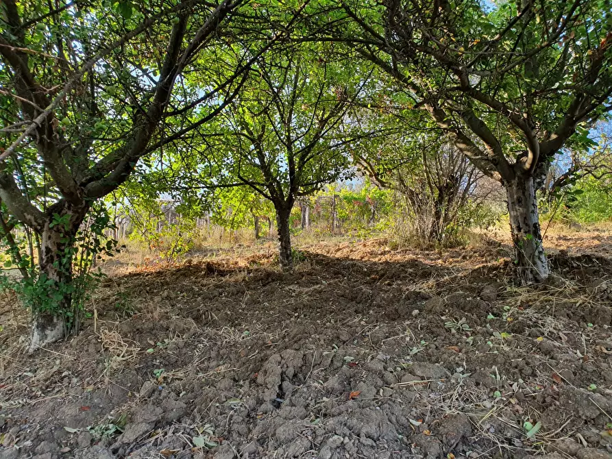 Immagine 51 di Terreno agricolo in vendita  in VIA SAUCCIA a Casape