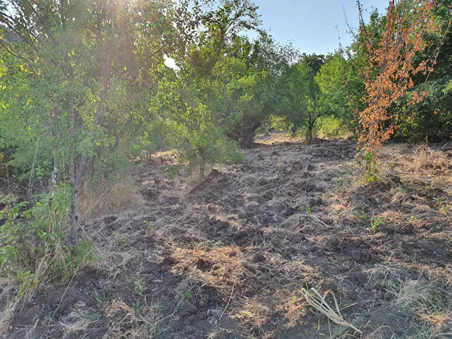 Immagine 52 di Terreno agricolo in vendita  in VIA SAUCCIA a Casape