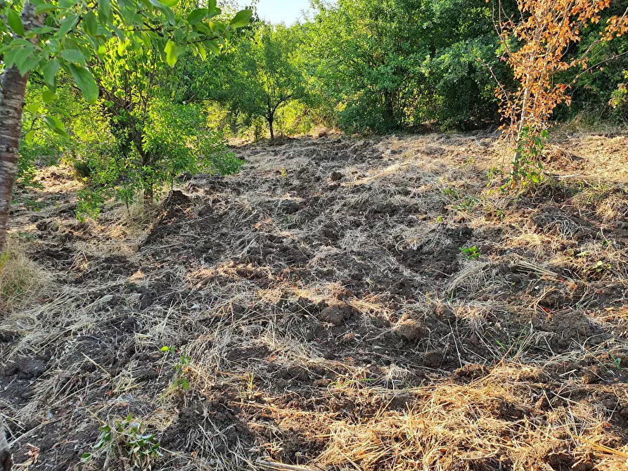 Immagine 53 di Terreno agricolo in vendita  in VIA SAUCCIA a Casape