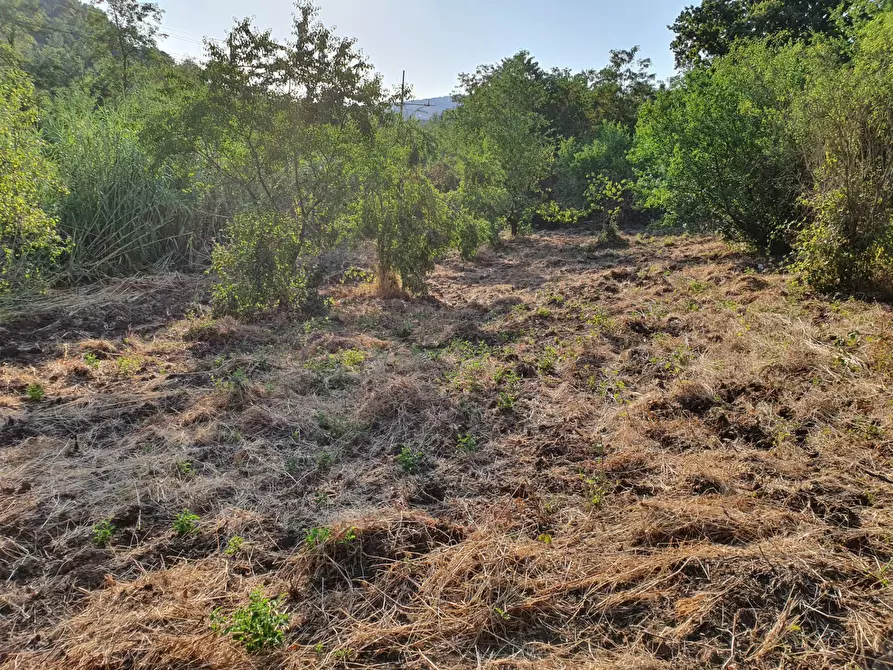 Immagine 54 di Terreno agricolo in vendita  in VIA SAUCCIA a Casape