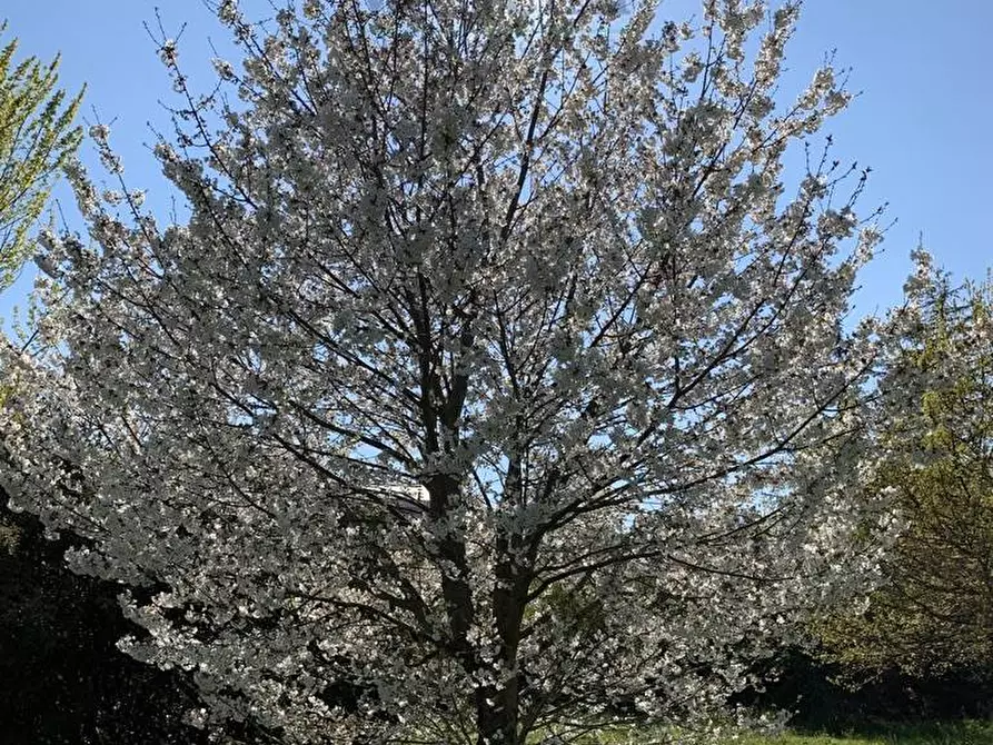 Immagine 3 di Terreno residenziale in vendita  in MONTE NERONE 10 a Jesi