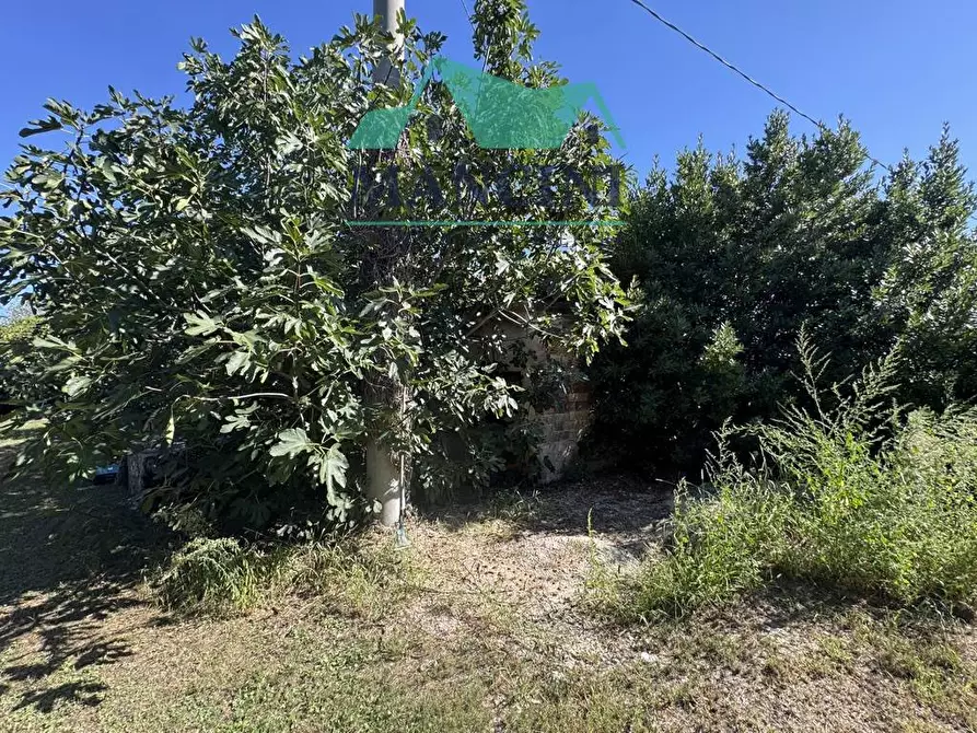 Immagine 41 di Casa indipendente in vendita  in MONSANO a Belvedere Ostrense