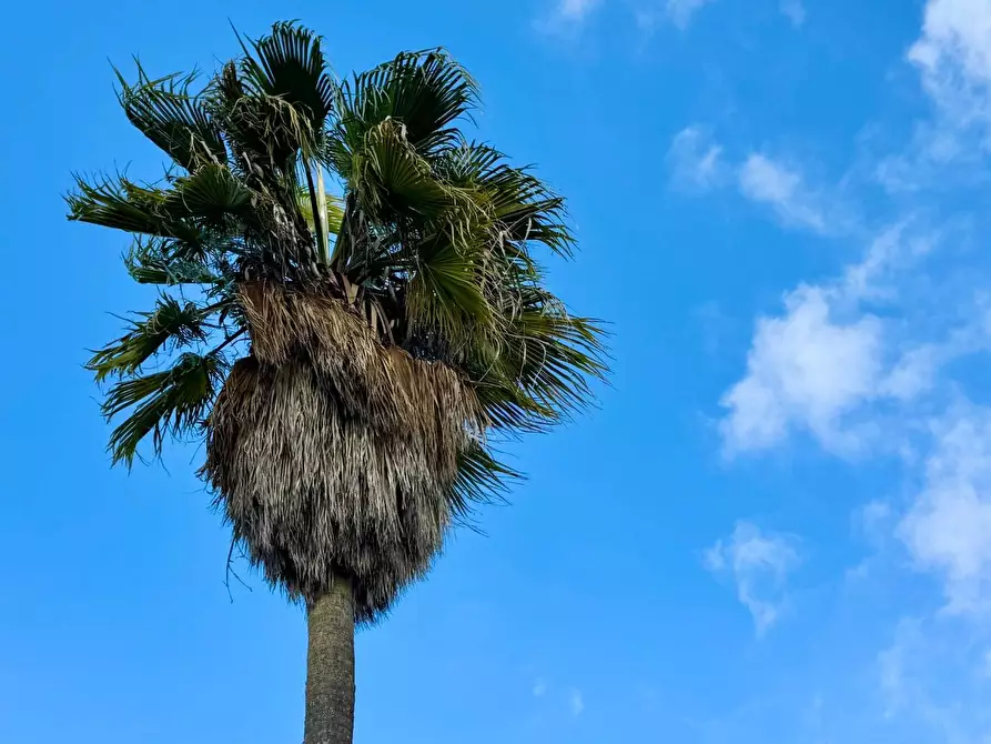 Immagine 6 di Casa indipendente in vendita  in via Spani 75 a Veglie