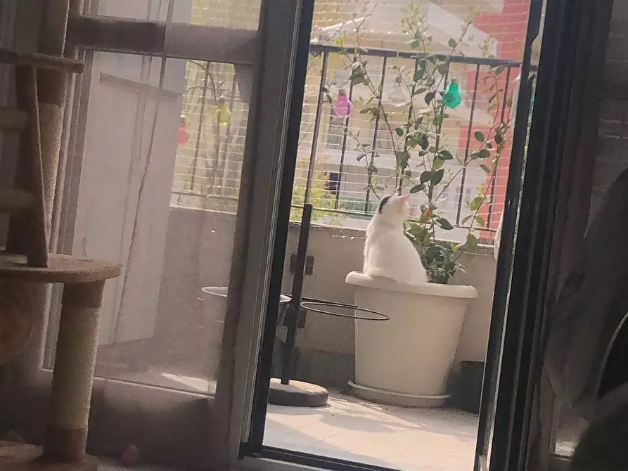 Immagine 22 di Appartamento in affitto  in via Ariosto a Cesano Boscone