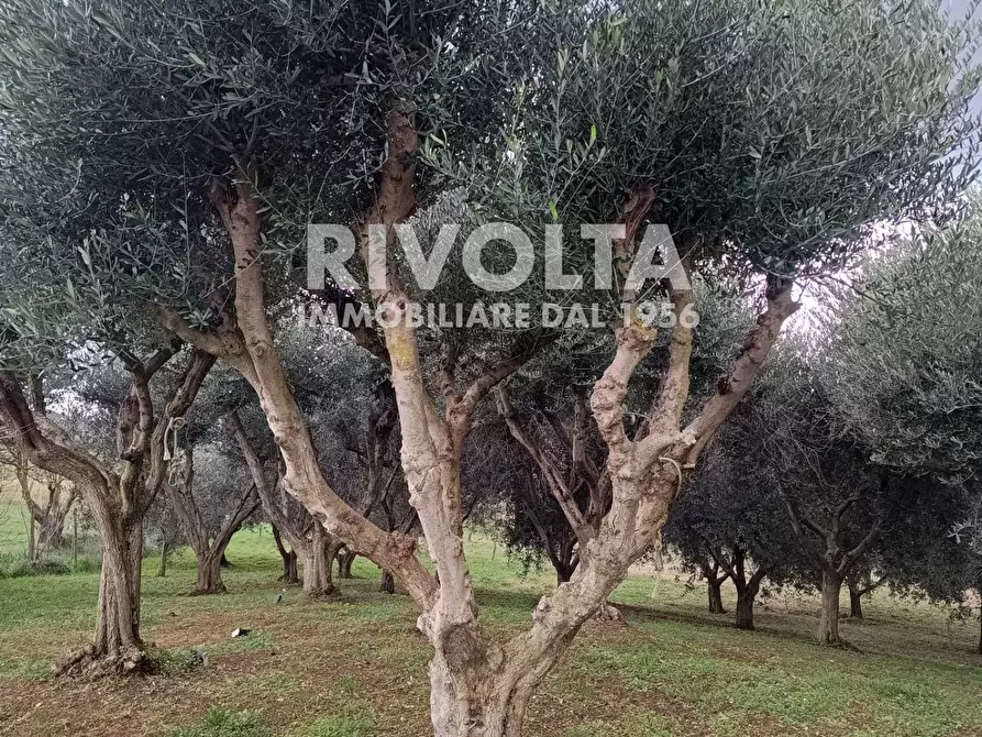 Immagine 19 di Villa in affitto  a Capalbio