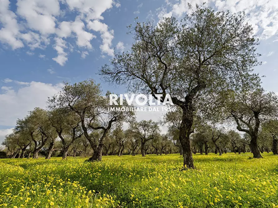 Immagine 2 di Terreno agricolo in vendita  in strada statale 291 a Alghero