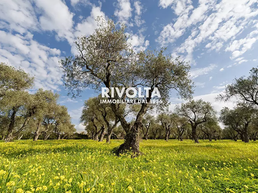 Immagine 4 di Terreno agricolo in vendita  in strada statale 291 a Alghero