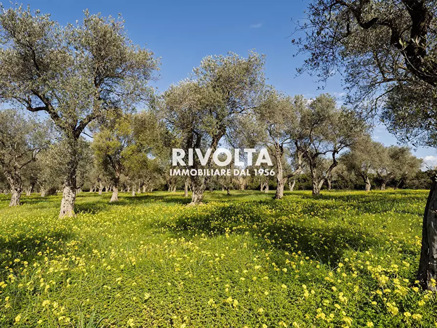 Immagine 5 di Terreno agricolo in vendita  in strada statale 291 a Alghero