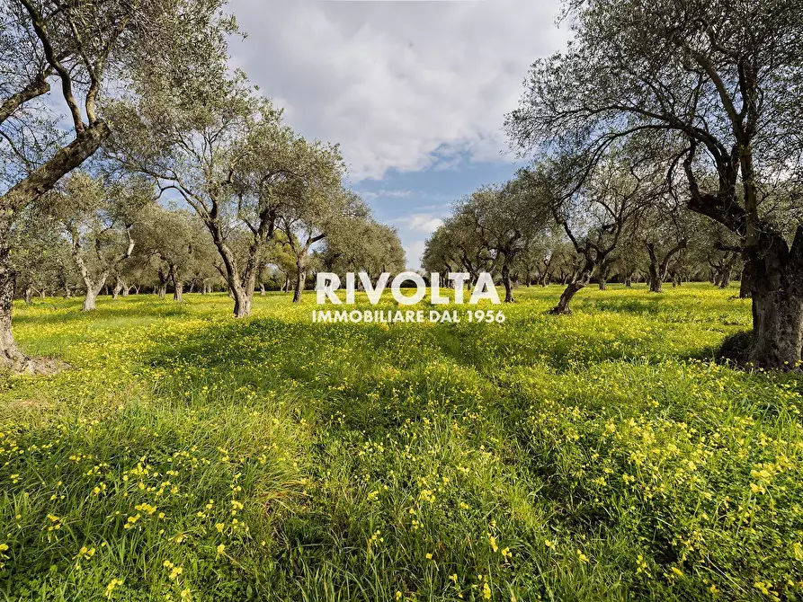 Immagine 10 di Terreno agricolo in vendita  in strada statale 291 a Alghero