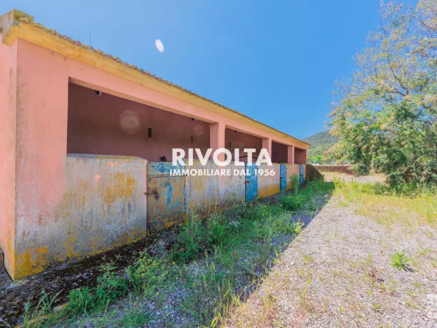 Immagine 4 di Rustico / casale in vendita  in con terreno in maremma a Magliano In Toscana