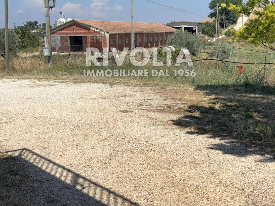 Immagine 6 di Terreno agricolo in affitto  a Collevecchio