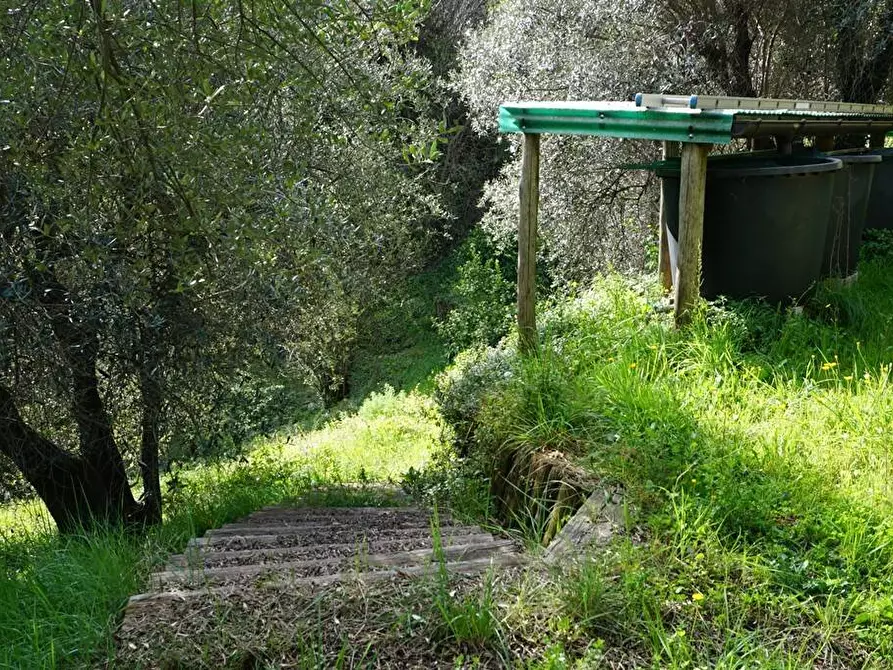 Immagine 4 di Terreno agricolo in vendita  in Via Montepino a Albisola Superiore