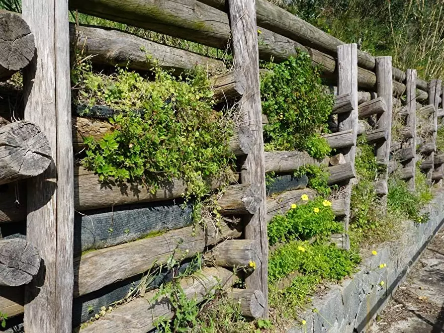 Immagine 17 di Terreno agricolo in vendita  in Via Montepino a Albisola Superiore