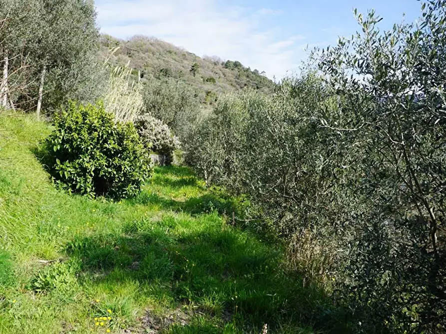 Immagine 19 di Terreno agricolo in vendita  in Via Montepino a Albisola Superiore