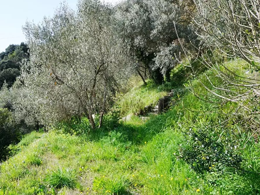 Immagine 25 di Terreno agricolo in vendita  in Via Montepino a Albisola Superiore