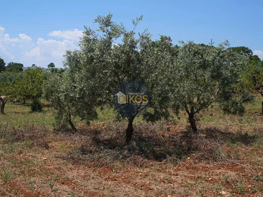Immagine 21 di Terreno agricolo in vendita  in Contrada Romanazzi a Monopoli