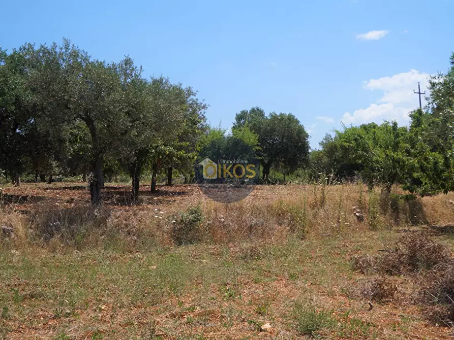 Immagine 22 di Terreno agricolo in vendita  in Contrada Romanazzi a Monopoli